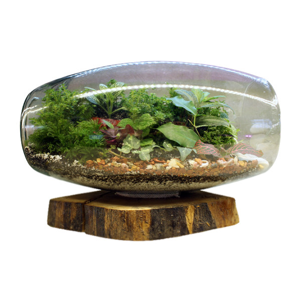 تراريوم شيشه اي كد ٠٢